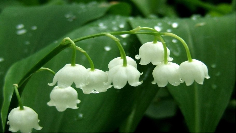 Ландыш Майский пестик