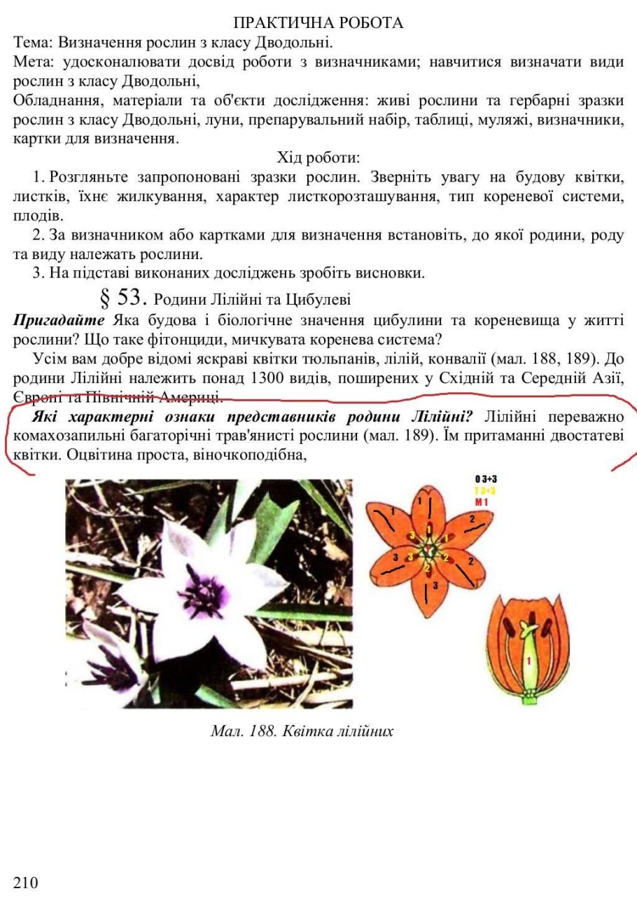 Лилия пенсильванская Даурская Lilium pensylvanicum