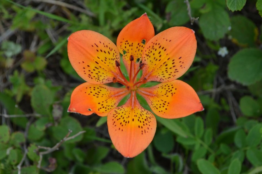 Кандык Сибирский формула цветка