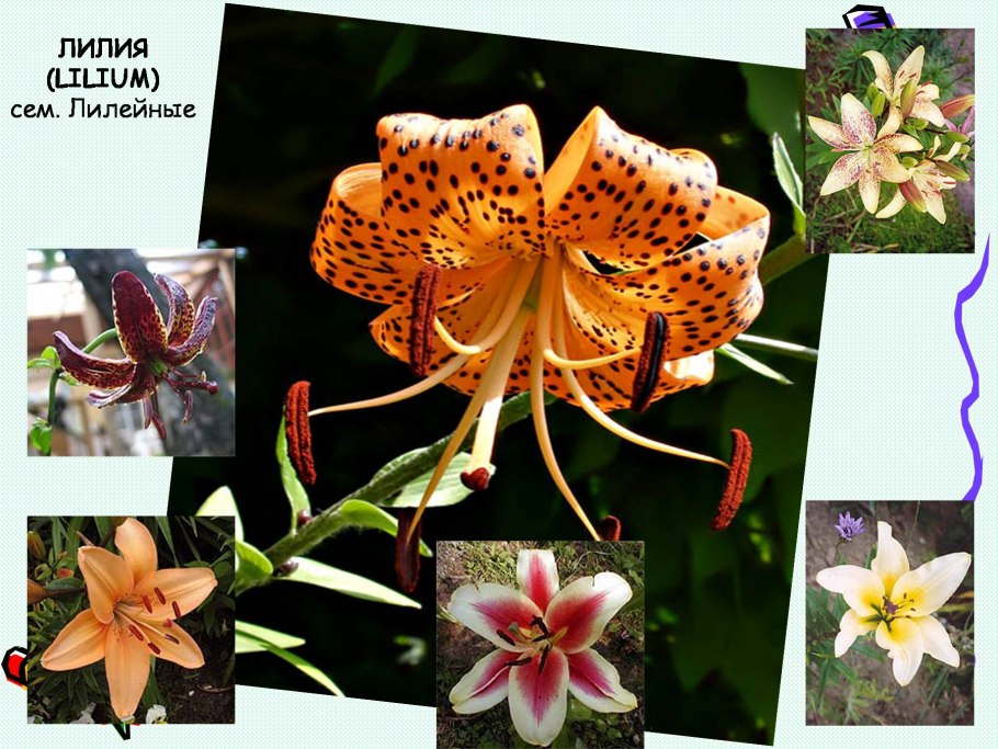 Гиппеаструм и амариллис различия