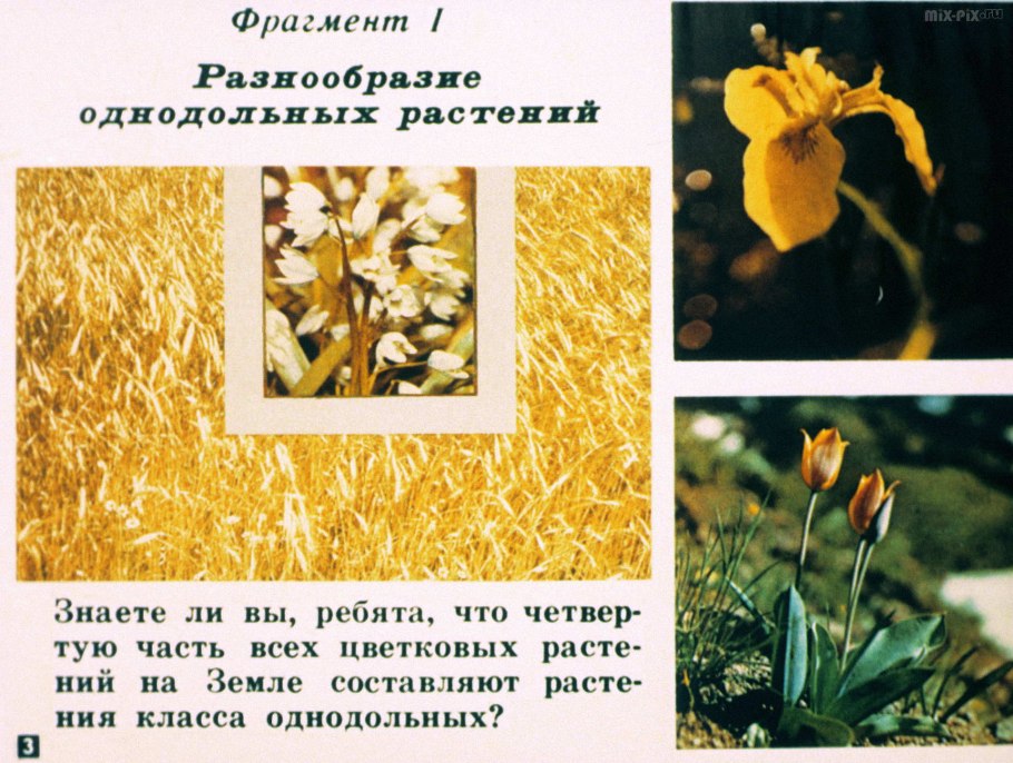 Однодольные интересные факты