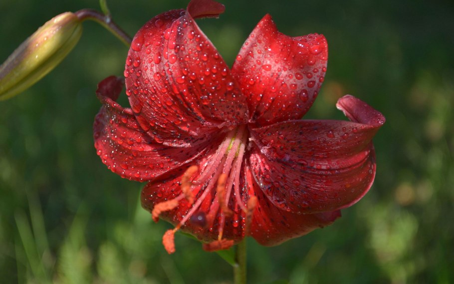 Рябчик Императорский (фритиллярия)