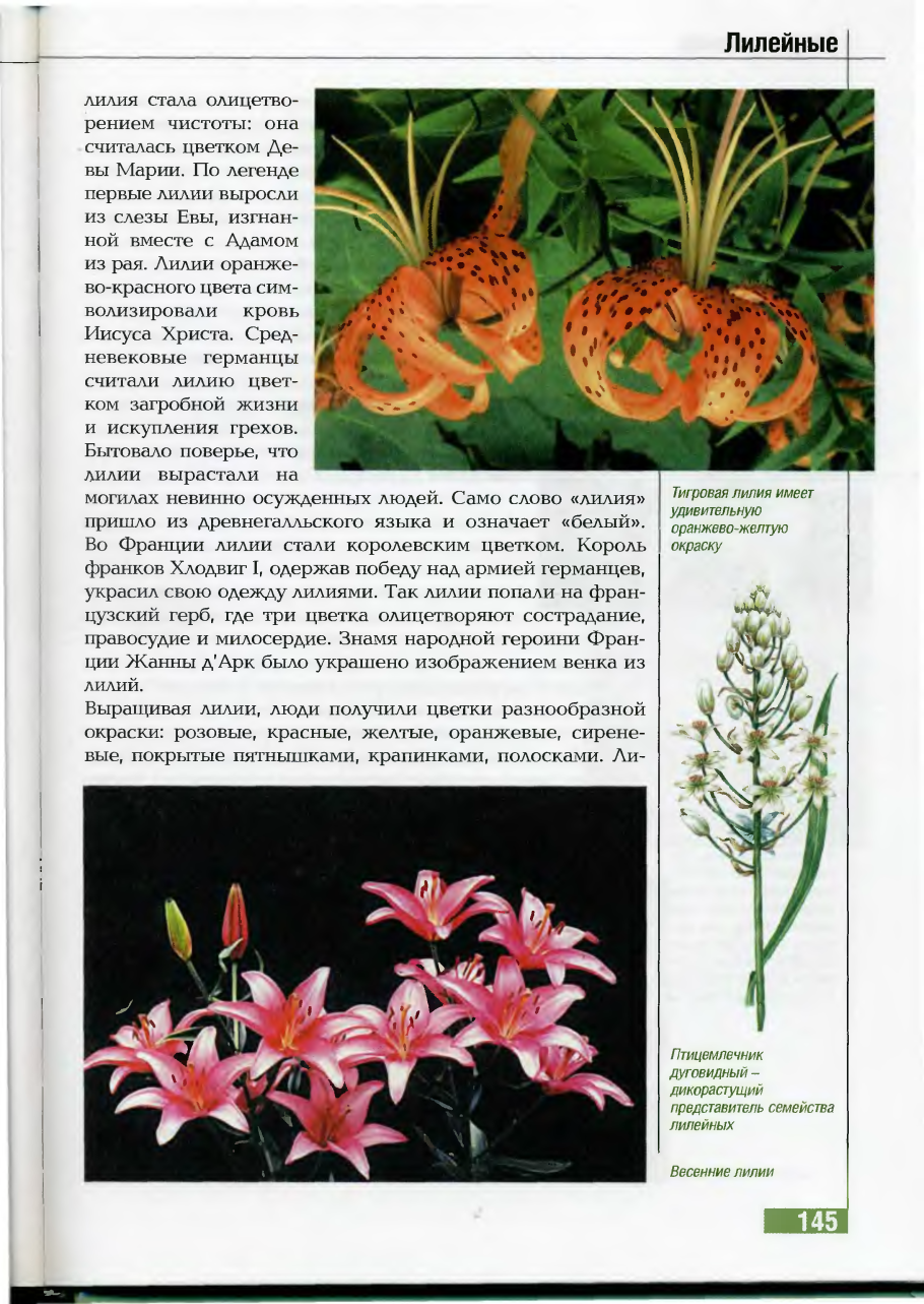 Лилейные Ботаническая иллюстрация