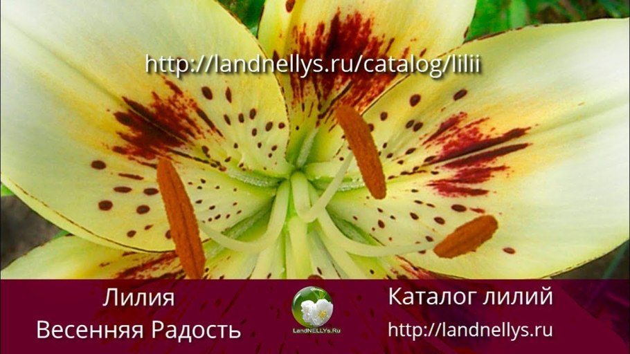 Лилия Даурская