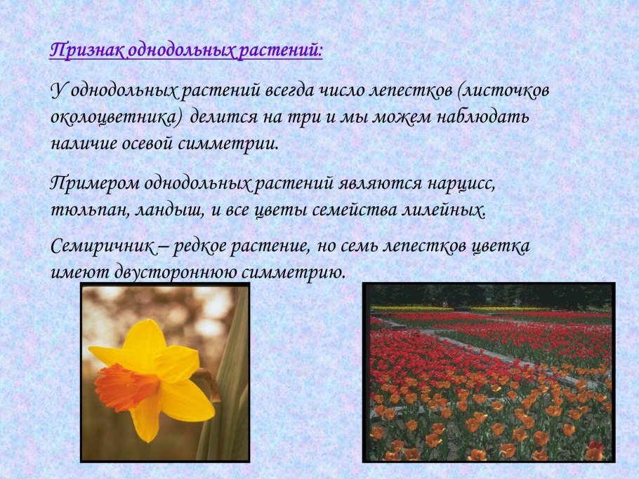 Лилия саранка красная