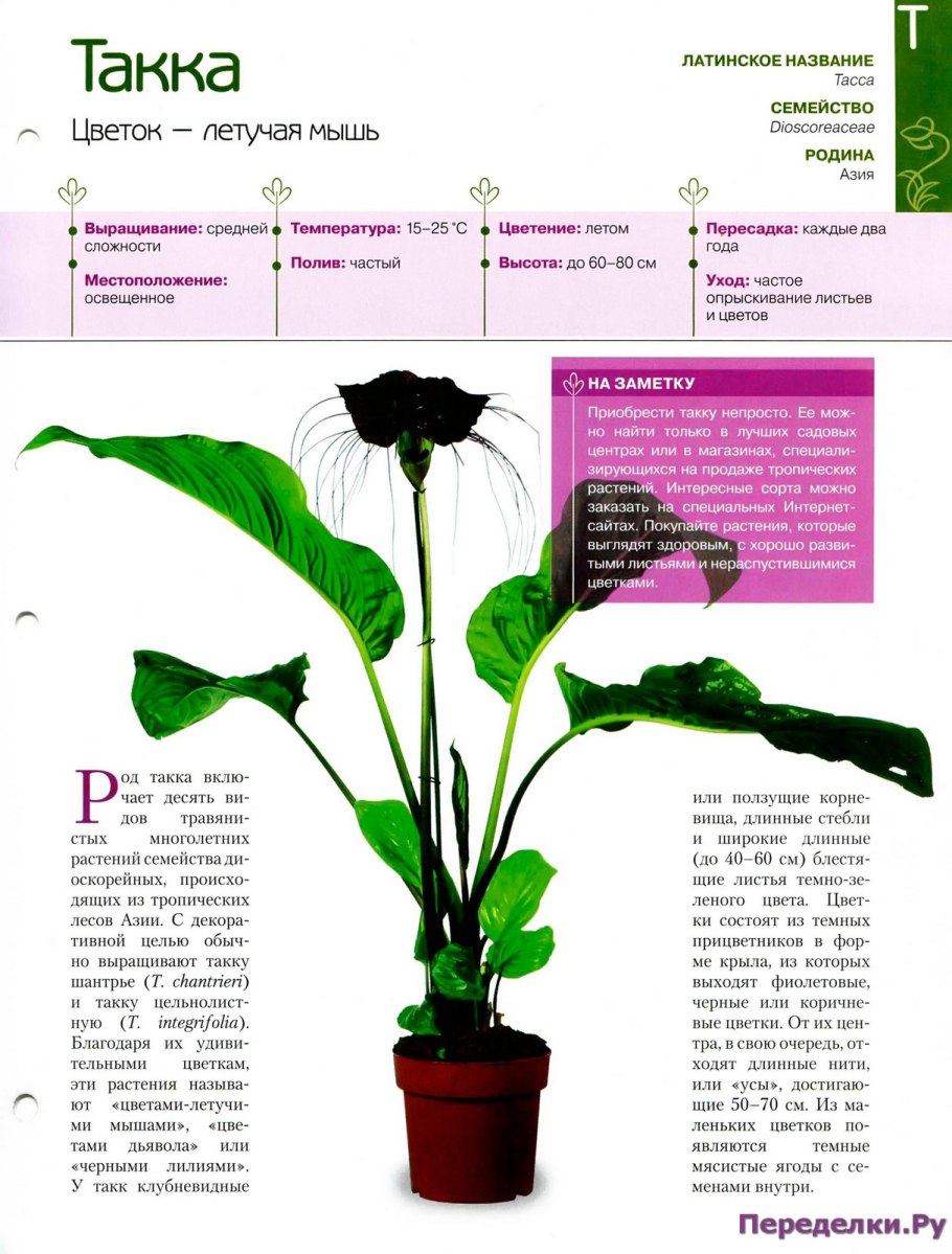 Лилия пенсильванская Lilium pensylvanicum