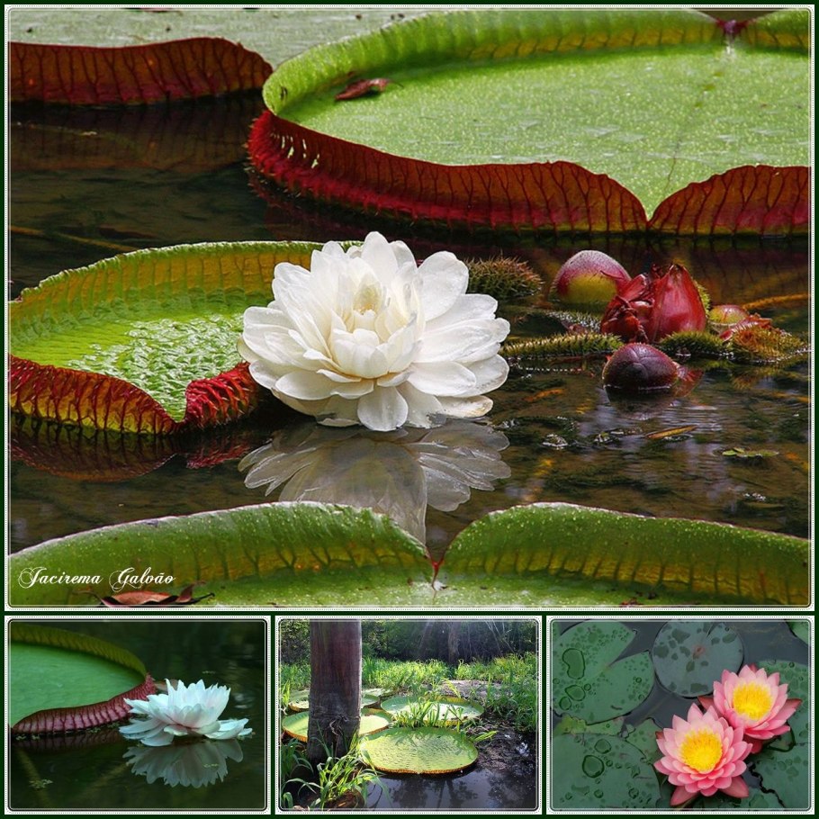 Класс Лилейные Лилия