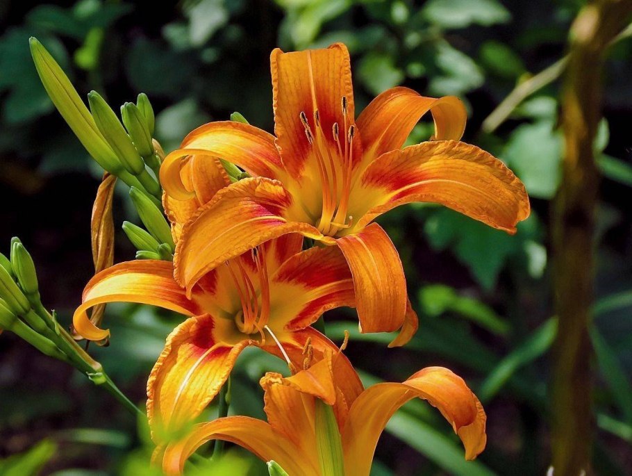 Доклад на тему Хищные растения 6 класс по биологии