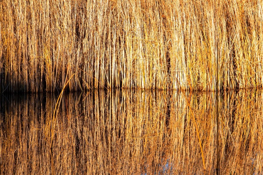 Сухой камыш