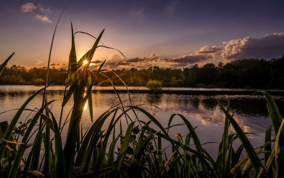 Пруд Рогоза пейзаж
