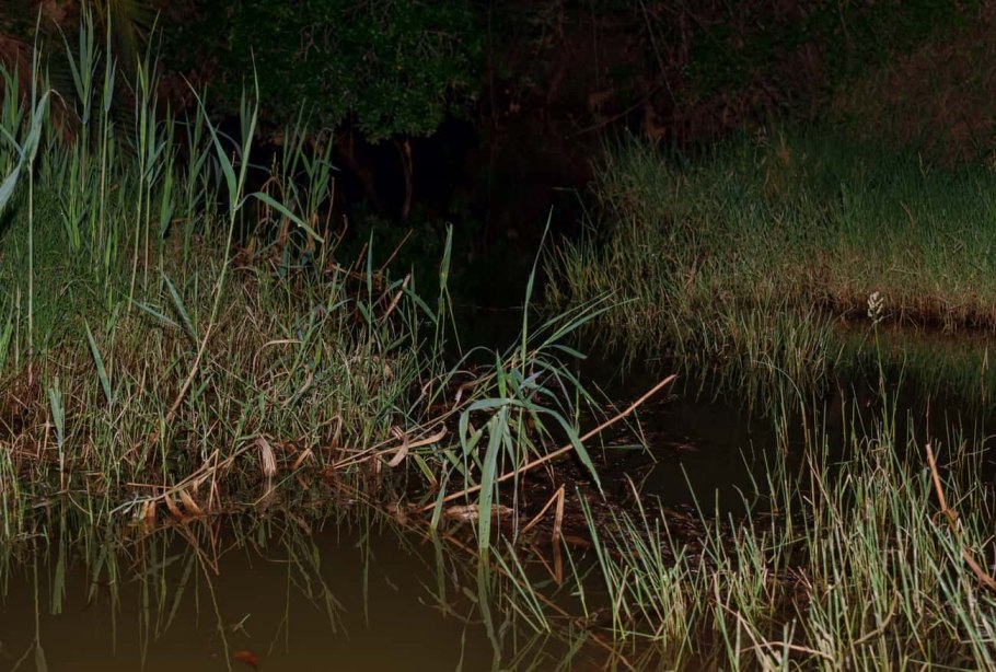 Болото заросли