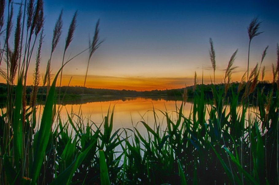 Бамбук паттерн вектор