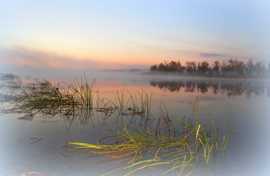 Пруд камыши туман