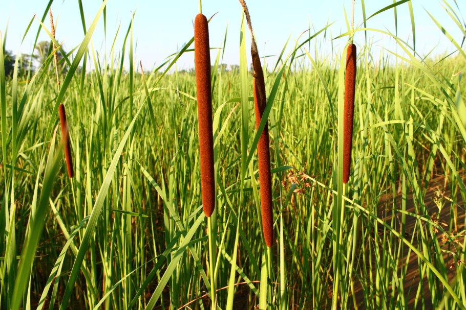 Рогоз Озерный