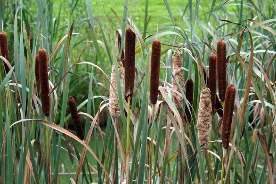 Болотные растения коричневые