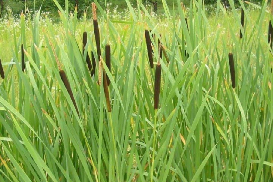 Typha domingensis