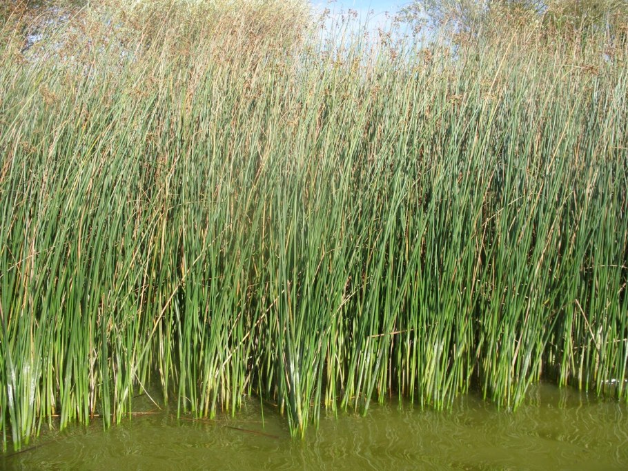 Японская живопись камыш