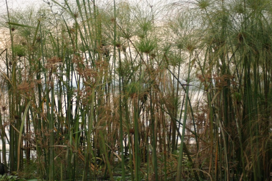 Бамбук тростниковый bambusa arundinacea