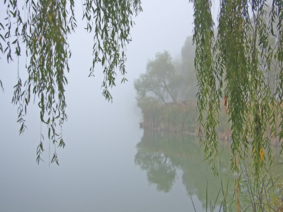 Камыш рогоз тростник