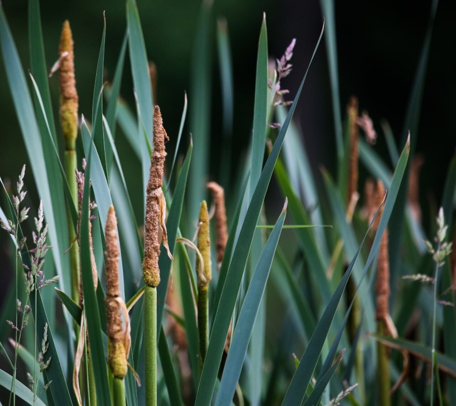 Схеноплектус Озёрный (камыш Озёрный)