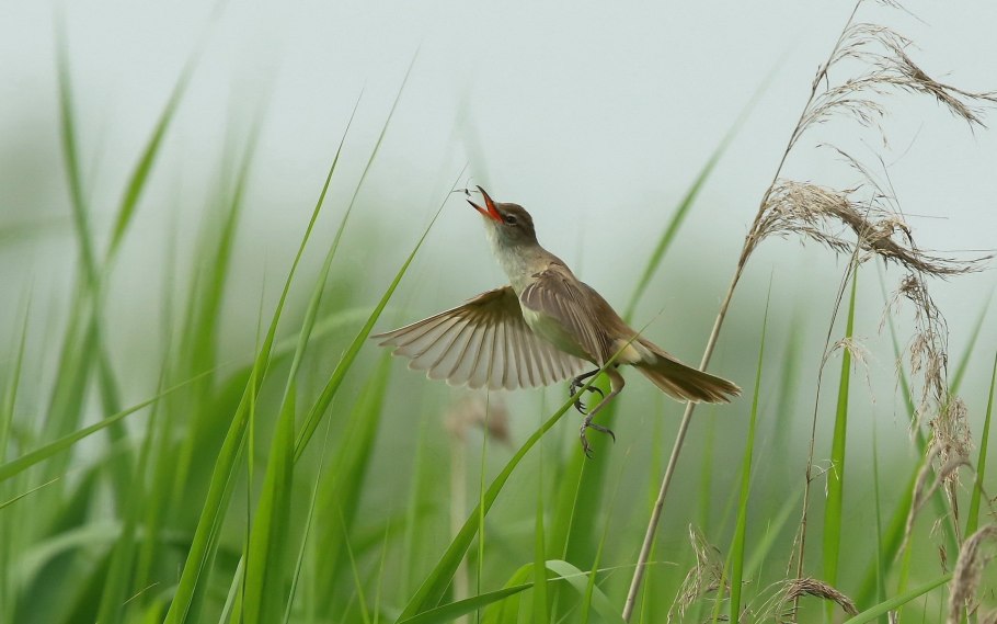 Соловей в полете