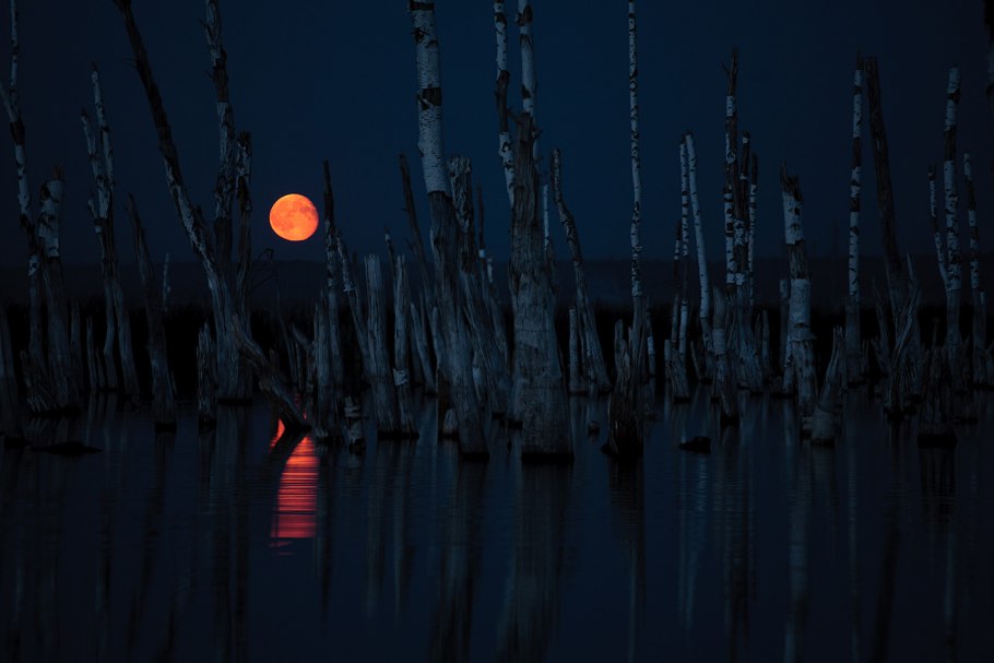 Озеро камыш Осока тростник