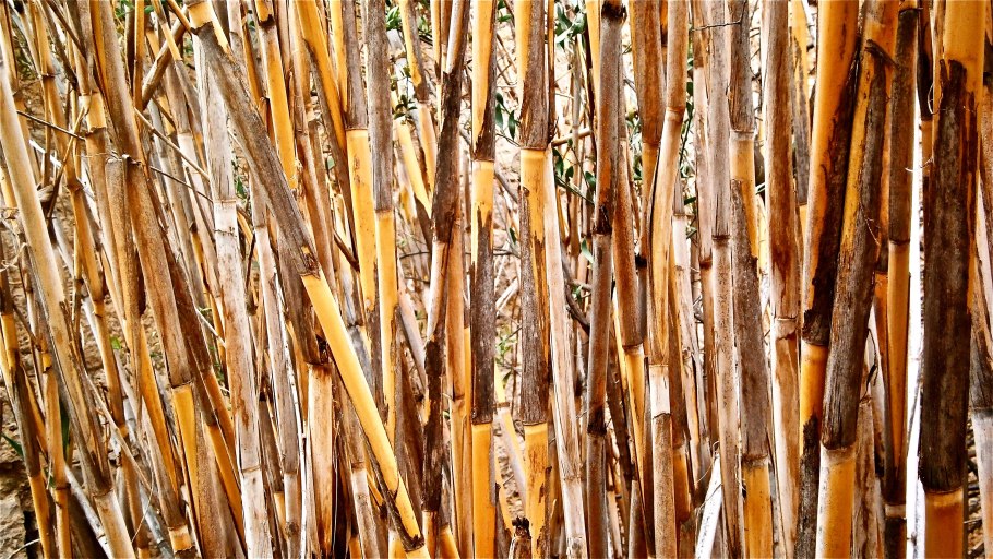 Бамбук садовый широколистный