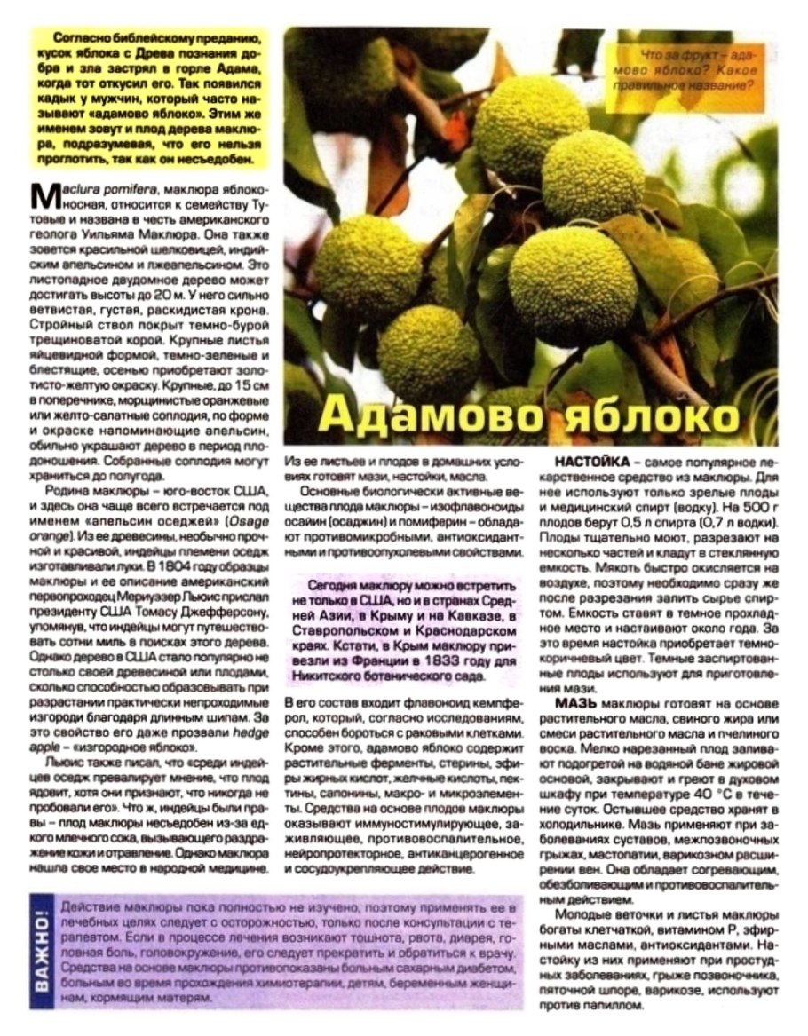 Конский апельсин