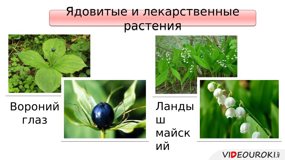 Ядовитые Однодольные растения