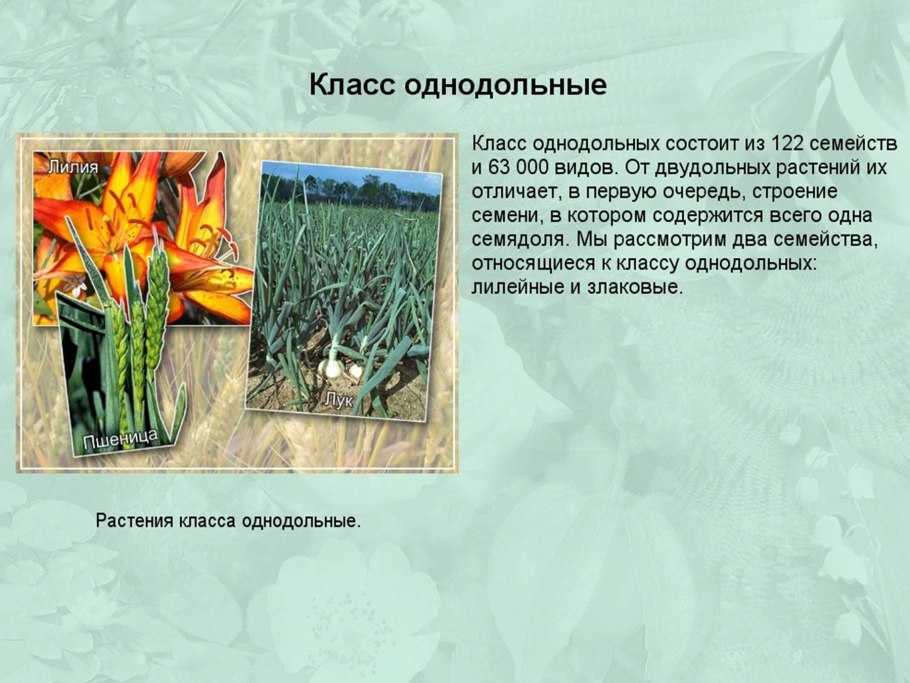Класс Однодольные семейство Лилейные и злаки