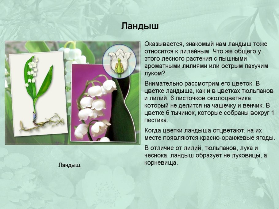 Злаковые и Лилейные растения