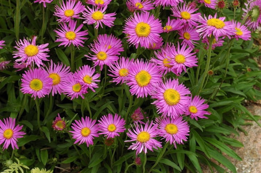Астра Aster Alpinus Happy end