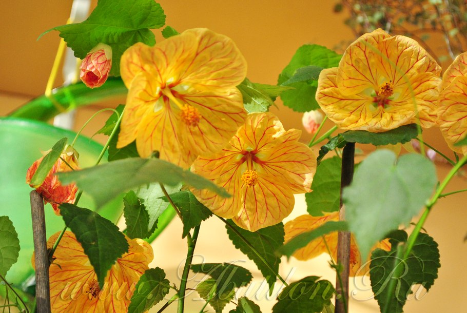 Белла Yellow абутилон