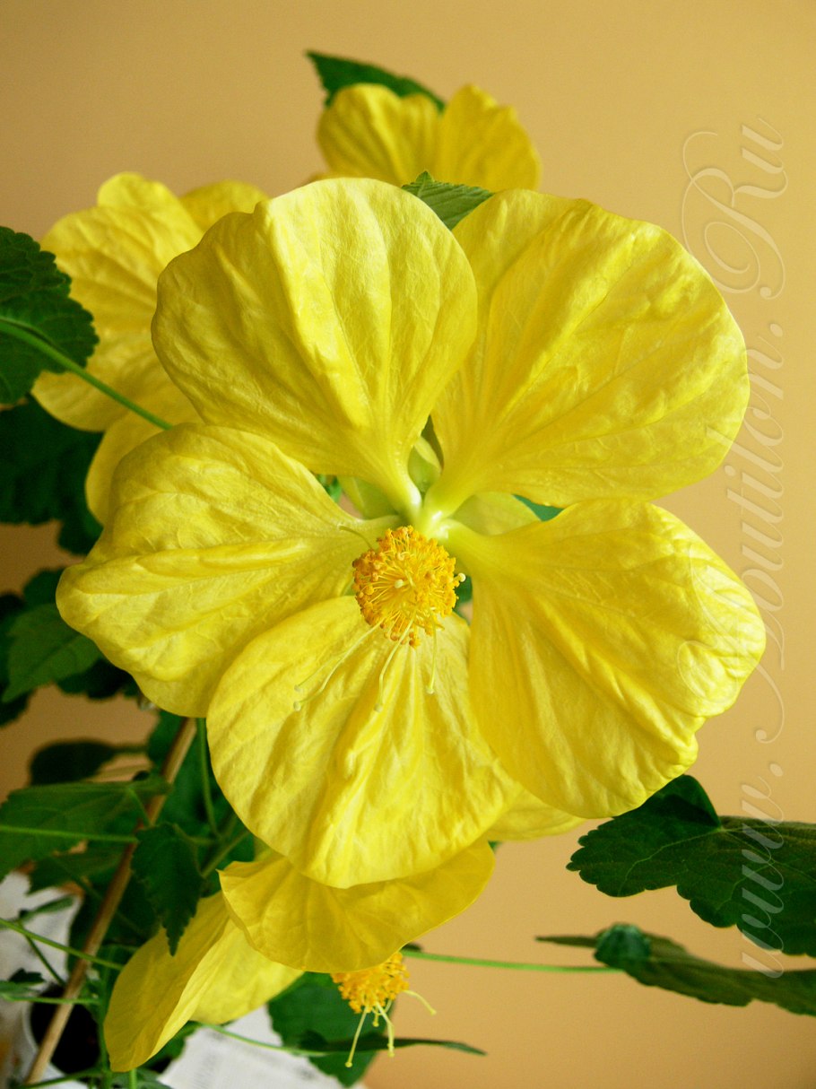 Белла Yellow абутилон
