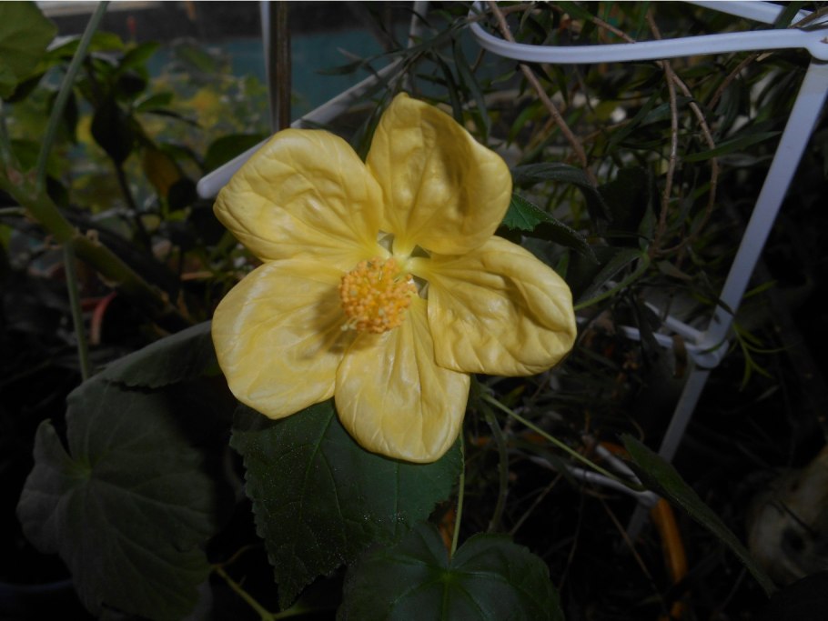 Abutilon indicum – абутилон индийский