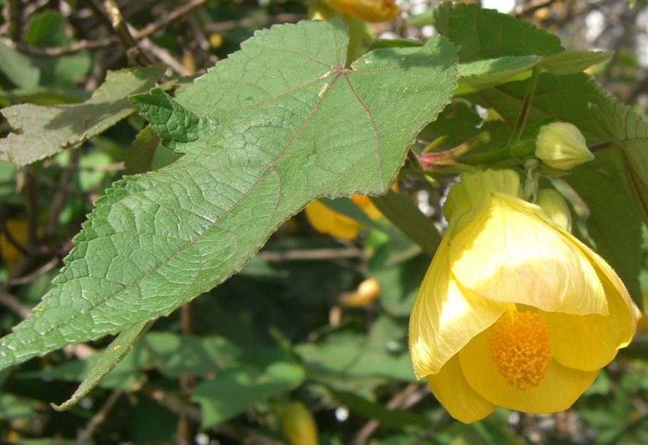 Абутилон гибридный – Abutilon hybridum