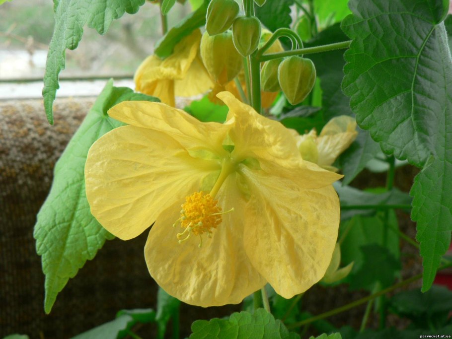 Malvaceae Abutilon berlandieri