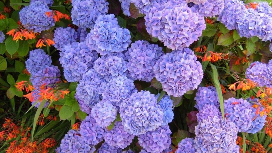 Гацания, газания, гацания