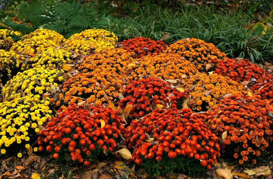 Однолетние сорняки зимующие