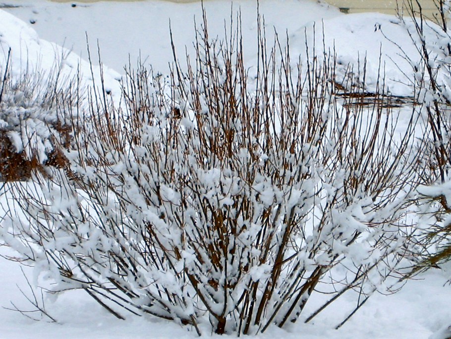 Схема посадки луковичных цветов