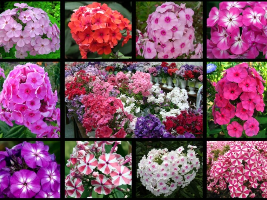 Миксбордер Цинния петуния