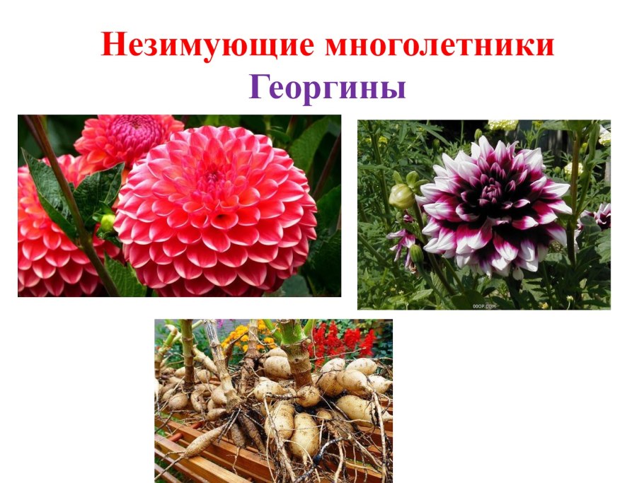 Незимующие многолетники