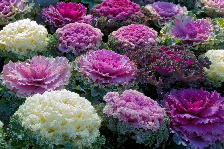 Пиретрум Ромашка далматская