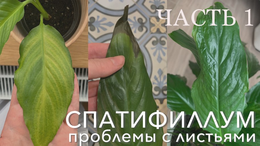 Фитофтороз спатифиллума