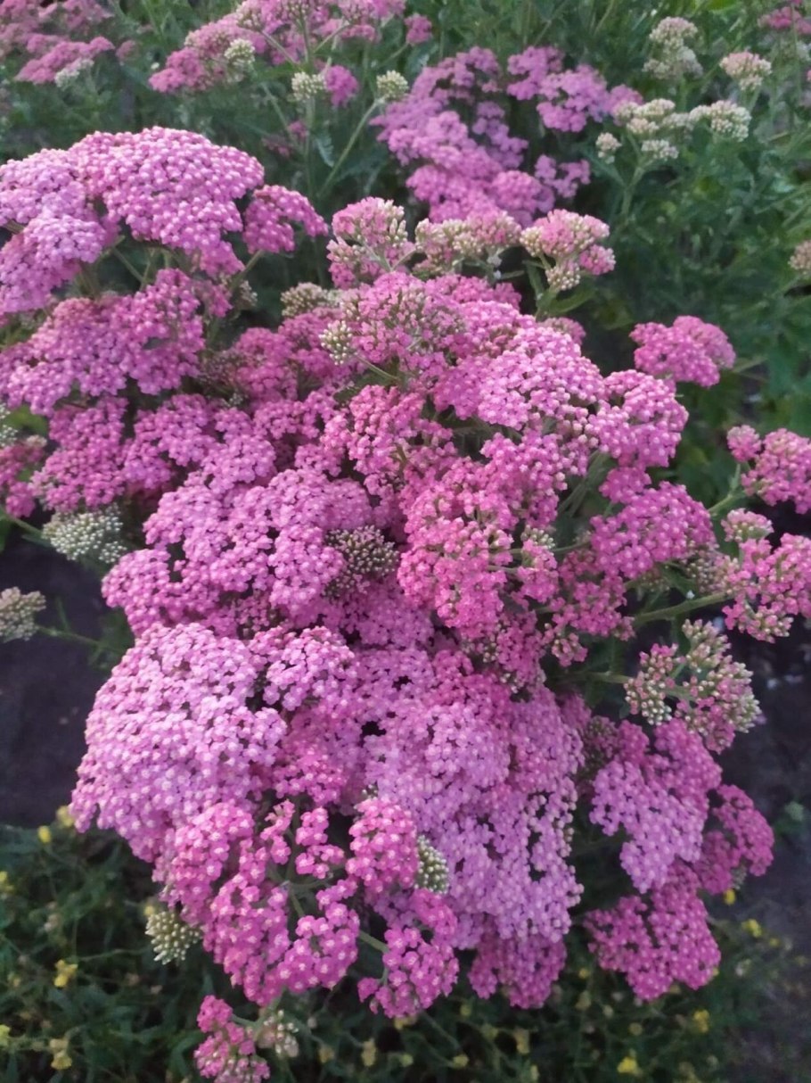 Тысячелистник Ахиллея