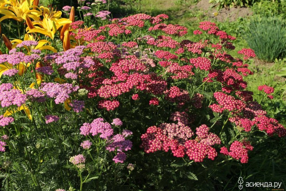 Тысячелистник малиновый