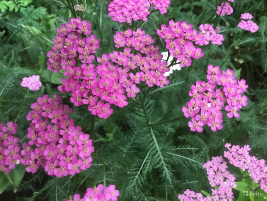 Тысячелистник Колорадо