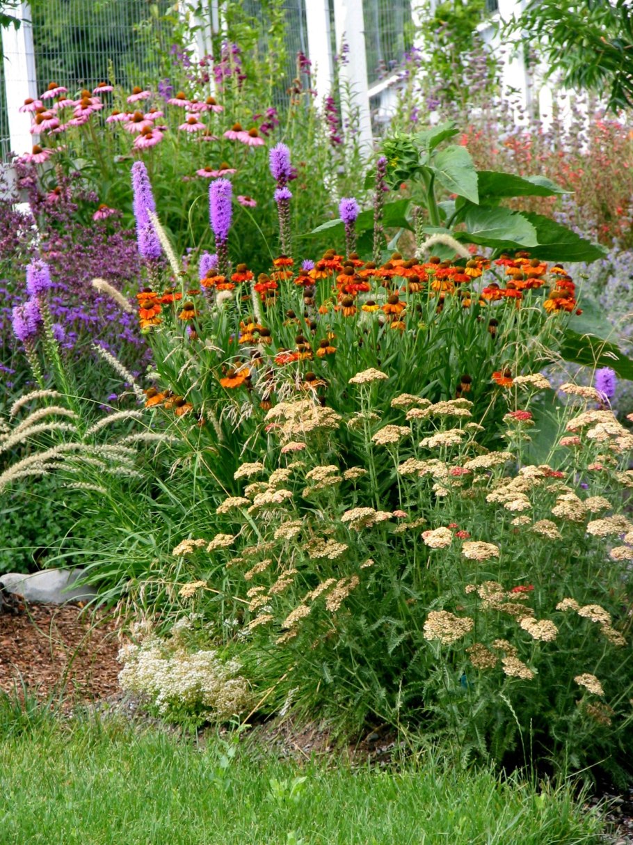 Тысячелистник обыкновенный многолетний