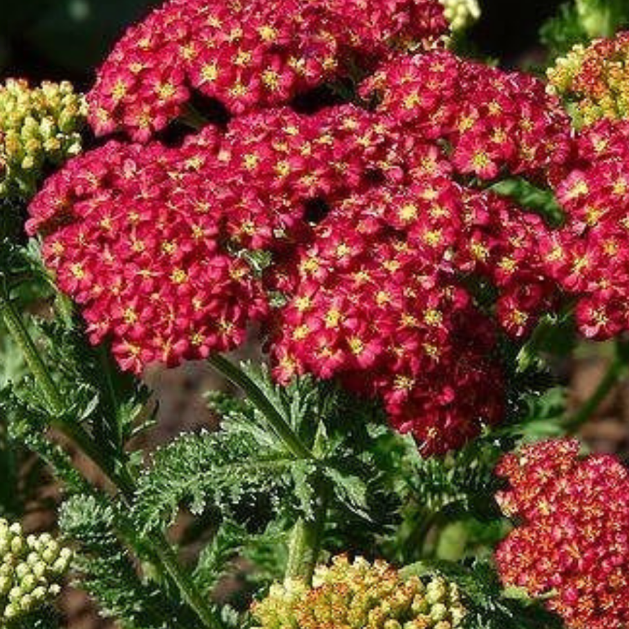 Тысячелистник птармика (Achillea ptarmica)