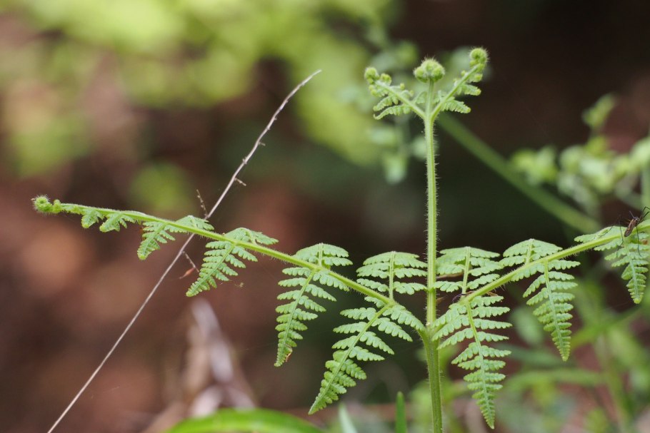 Папоротник (Polypodiophyta)